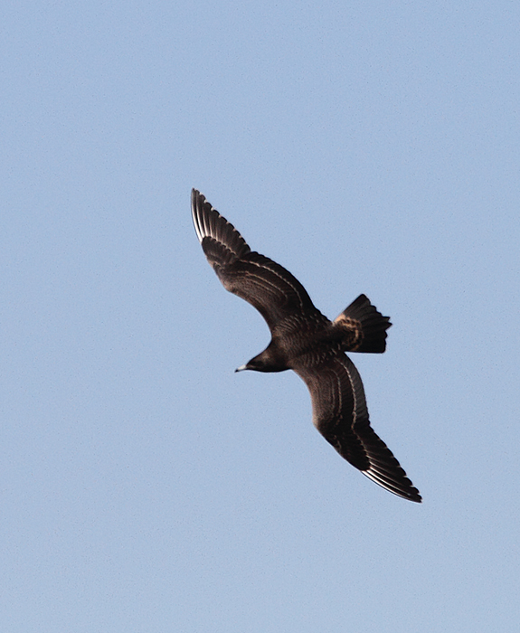 More juvenile Parasitic Jaegers shaking down Elegant Terns for their lunch money. I usually don't cheer for the bully, but jaegers are just too damn cool. Also, those terns are <em>fast</em>. Photo by Bill Hubick.