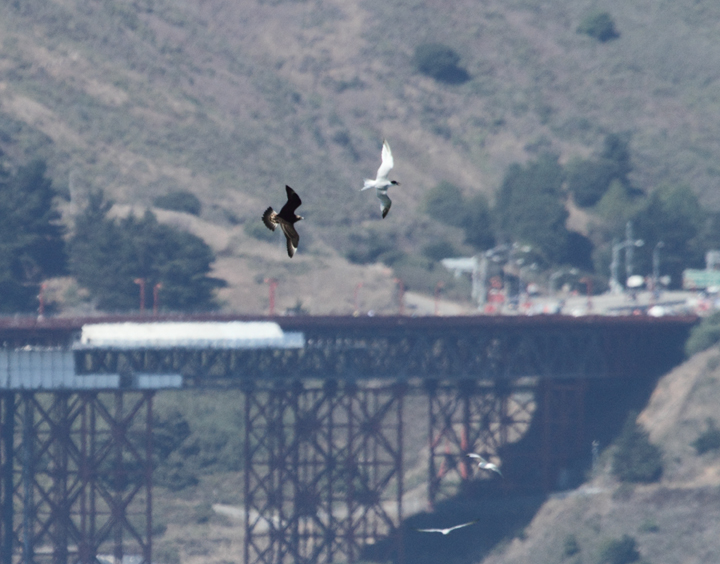 More juvenile Parasitic Jaegers shaking down Elegant Terns for their lunch money. I usually don't cheer for the bully, but jaegers are just too damn cool. Also, those terns are <em>fast</em>. Photo by Bill Hubick.