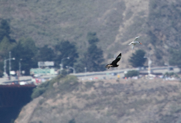 More juvenile Parasitic Jaegers shaking down Elegant Terns for their lunch money. I usually don't cheer for the bully, but jaegers are just too damn cool. Also, those terns are <em>fast</em>. Photo by Bill Hubick.