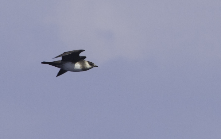 Parasitic Jaegers off Cape Hatteras, North Carolina (5/28/2011). Photo by Bill Hubick.