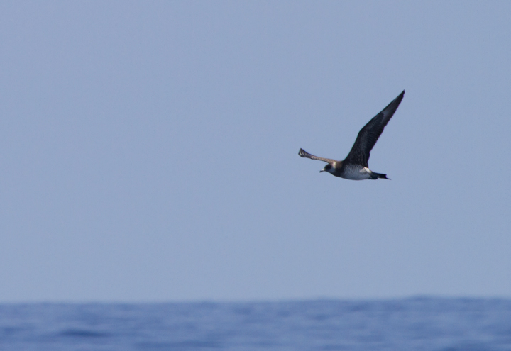 Parasitic Jaegers off Cape Hatteras, North Carolina (5/28/2011). Photo by Bill Hubick.