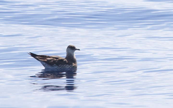 Parasitic Jaegers off Cape Hatteras, North Carolina (5/28/2011). Photo by Bill Hubick.