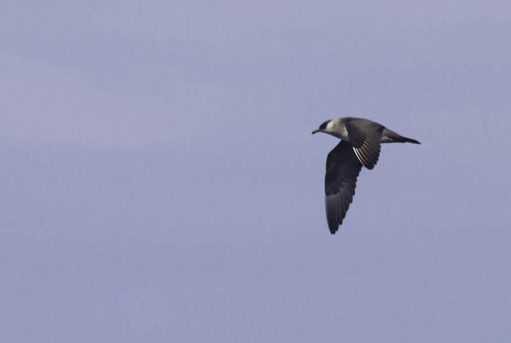 A Parasitic Jaeger permits stunning views offshore of Cape Hatteras, North Carolina (5/28/2011). Photo by Bill Hubick.