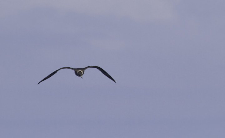 A Parasitic Jaeger permits stunning views offshore of Cape Hatteras, North Carolina (5/28/2011). Photo by Bill Hubick.