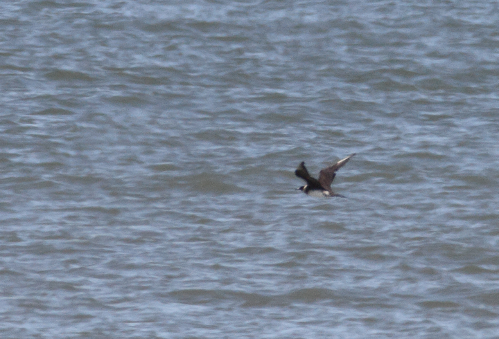 A very distant Parasitic Jaeger beating up the local Forster's Terns and Bonaparte's Gulls - near St. Augustine, Florida (2/28/2010). Photo by Bill Hubick.