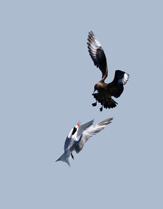 The highlight of a fishing (and, of course, birding) trip on San Francisco Bay was an unexpected number of jaegers and their harassment of the abundant Elegant Terns. For anyone new to jaegers, this group of birds specializes in kleptoparasitism, stealing other seabirds' meals. I often tell people that jaegers are where gull meets hawk. Skuas would be where gull meets eagle. Photo by Bill Hubick.