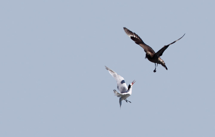 The highlight of a fishing (and, of course, birding) trip on San Francisco Bay was an unexpected number of jaegers and their harassment of the abundant Elegant Terns. For anyone new to jaegers, this group of birds specializes in kleptoparasitism, stealing other seabirds' meals. I often tell people that jaegers are where gull meets hawk. Skuas would be where gull meets eagle. Photo by Bill Hubick.