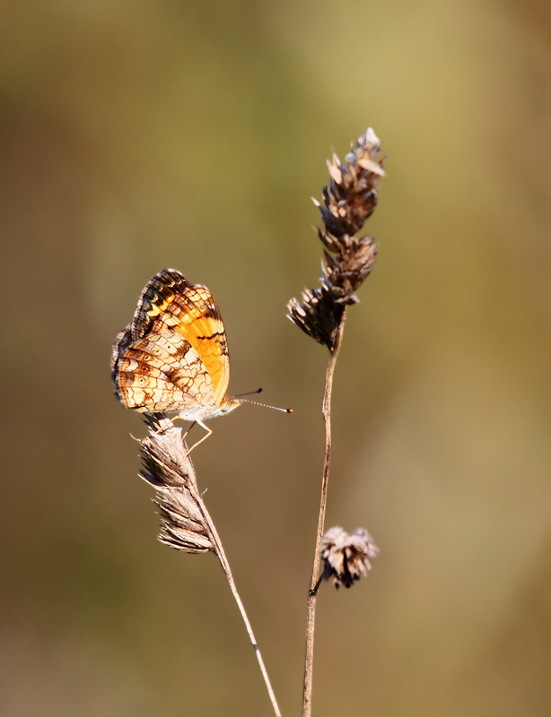 The less familiar side of the abundant Pearl Crescent - Anne Arundel Co., Maryland (9/15/2010). Photo by Bill Hubick.