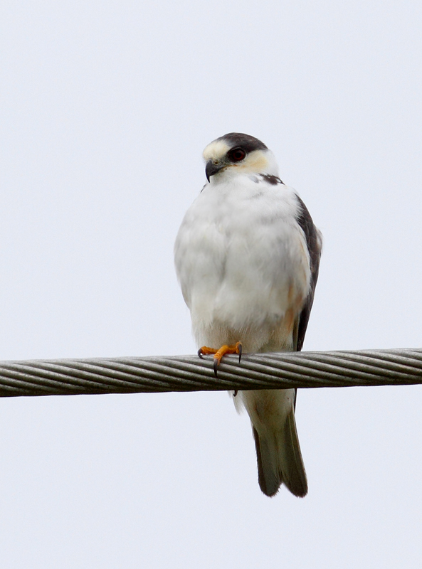 A Pearl Kite near Chepo, Panama (7/10/2010). Photo by Bill Hubick.