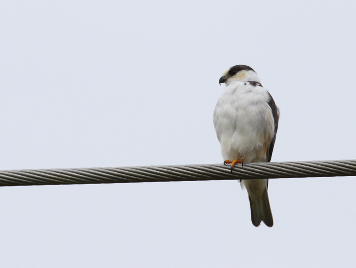 A Pearl Kite near Chepo, Panama (7/10/2010). Photo by Bill Hubick.