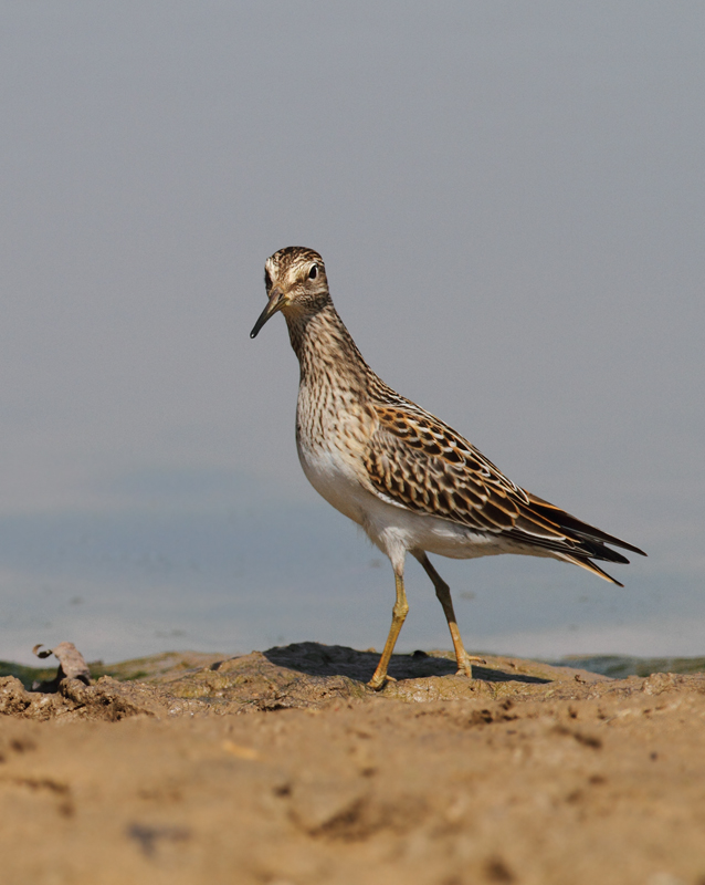 Pectoral Sandpipers at Triadelphia Reservoir, Montgomery Co., Maryland (9/19/2010).  Photo by Bill Hubick.