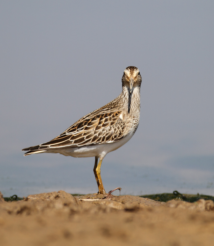 Pectoral Sandpipers at Triadelphia Reservoir, Montgomery Co., Maryland (9/19/2010).  Photo by Bill Hubick.