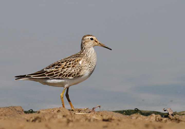 Pectoral Sandpipers at Triadelphia Reservoir, Montgomery Co., Maryland (9/19/2010).  Photo by Bill Hubick.