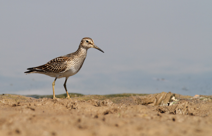 Pectoral Sandpipers at Triadelphia Reservoir, Montgomery Co., Maryland (9/19/2010).  Photo by Bill Hubick.