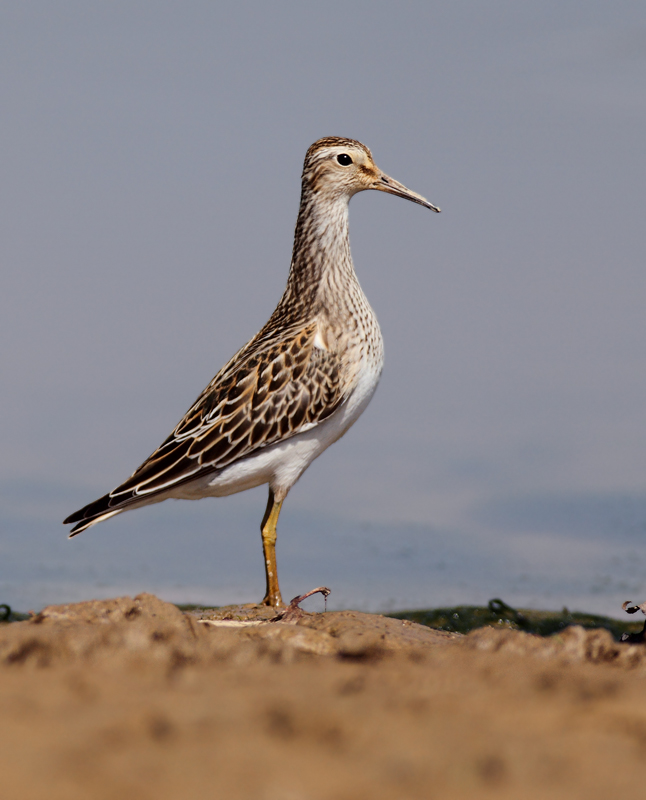 Pectoral Sandpipers at Triadelphia Reservoir, Montgomery Co., Maryland (9/19/2010).  Photo by Bill Hubick.