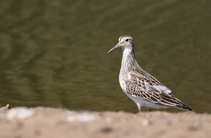 Pectoral Sandpipers at Triadelphia Reservoir, Montgomery Co., Maryland (9/19/2010).  Photo by Bill Hubick.