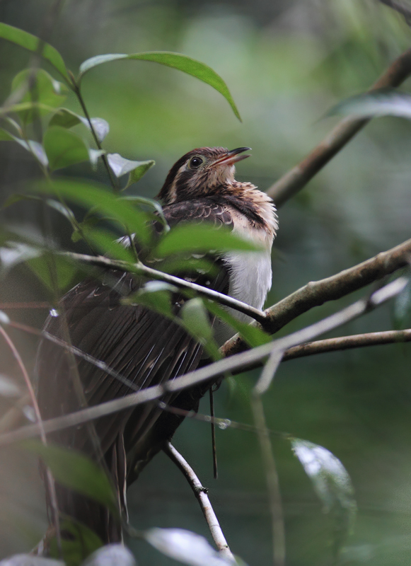 A personal favorite, one of the more difficult species to see in the Panamanian rainforest, the Pheasant Cuckoo. My friend Tom Feild has heard it called "Ghost of the Squirrel Cuckoo". (Panama, July 2010) Photo by Bill Hubick.