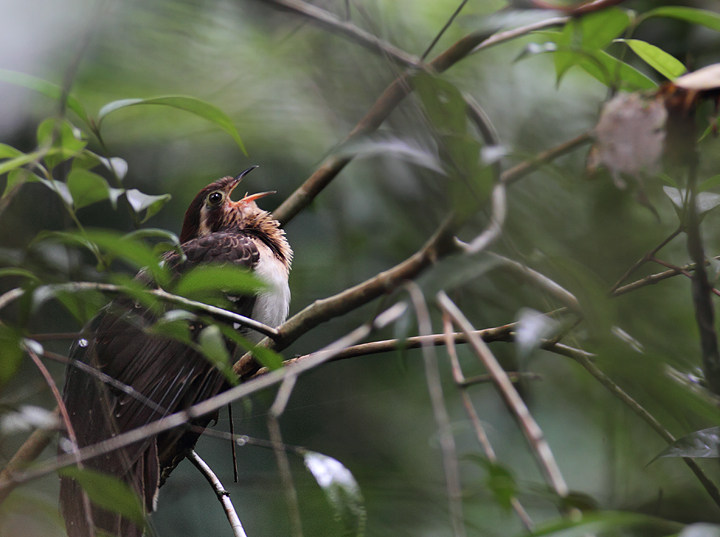 A personal favorite, one of the more difficult species to see in the Panamanian rainforest, the Pheasant Cuckoo. My friend Tom Feild has heard it called "Ghost of the Squirrel Cuckoo". (Panama, July 2010) Photo by Bill Hubick.