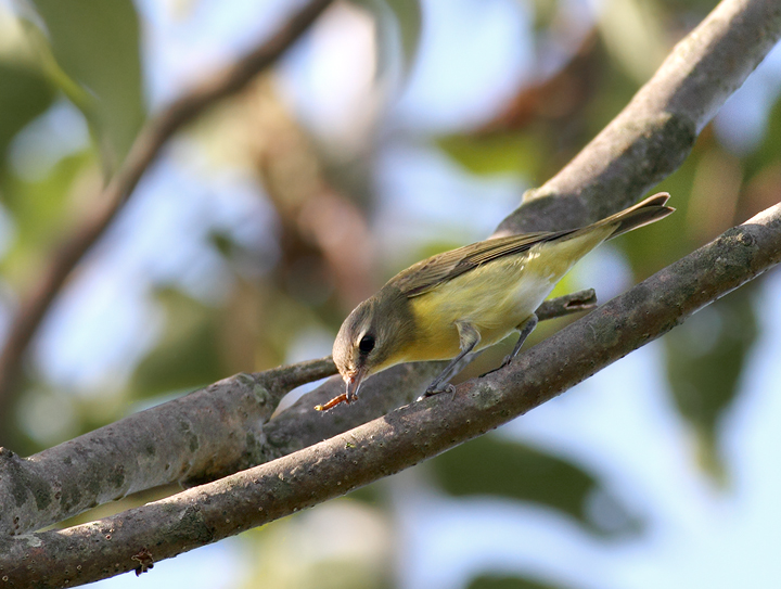 A Philadelphia Vireo in Howard Co., Maryland (9/19/2010). Photo by Bill Hubick.