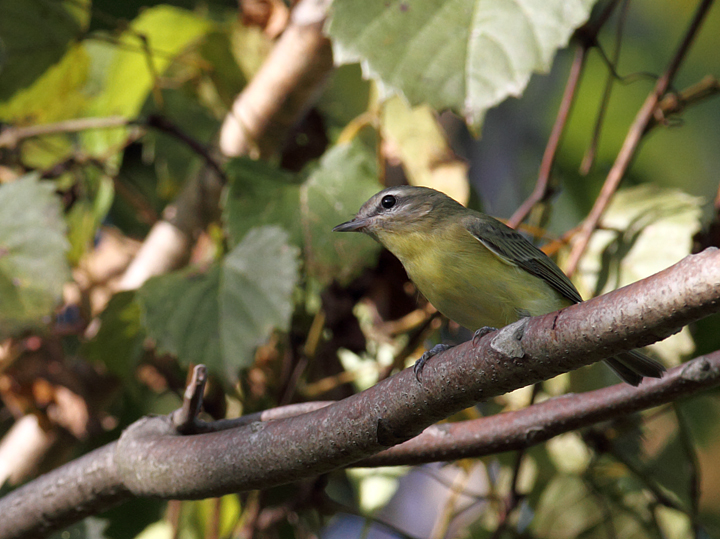 A Philadelphia Vireo in Howard Co., Maryland (9/19/2010). Photo by Bill Hubick.