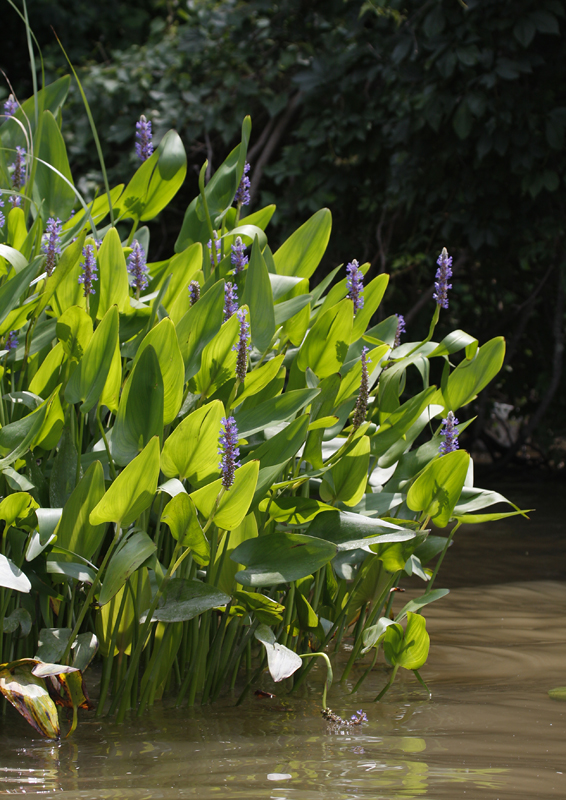 Blooming Pickerelweed along the Patuxent River, Calvert Co., Maryland (6/20/2010). Photo by Bill Hubick.