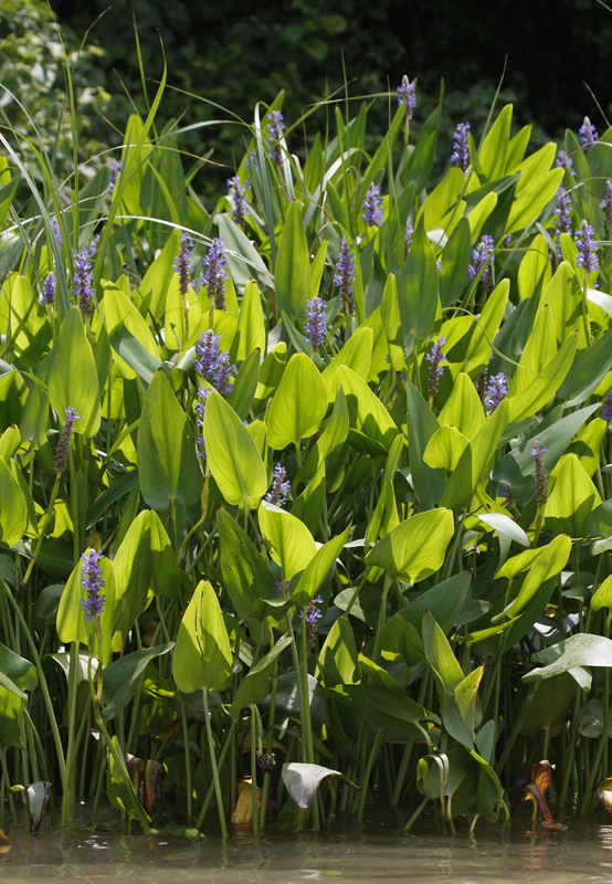 Blooming Pickerelweed along the Patuxent River, Calvert Co., Maryland (6/20/2010). Photo by Bill Hubick.