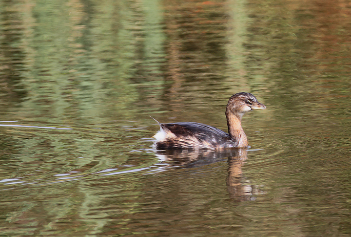 A Pied-billed Grebe in Worcester Co., Maryland (10/26/2010). Photo by Bill Hubick.