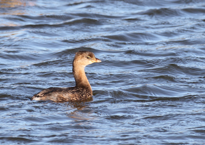 A Pied-billed Grebe in Worcester Co., Maryland (11/11/2010). Photo by Bill Hubick.