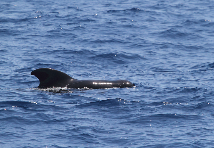 Pilot Whales in Maryland and Delaware waters (8/15/2010). Photo by Bill Hubick.