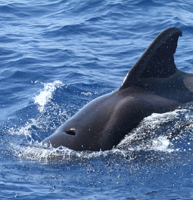 Pilot Whales in Maryland and Delaware waters (8/15/2010). Photo by Bill Hubick.