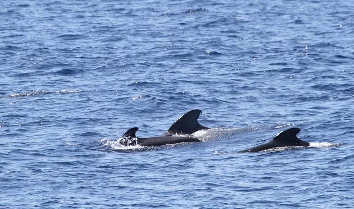 Pilot Whales in Maryland and Delaware waters (8/15/2010). Photo by Bill Hubick.