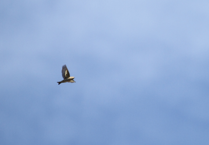 More interesting - a Pine Siskin over Wicomico Co., Maryland (10/30/2010). Photo by Bill Hubick.