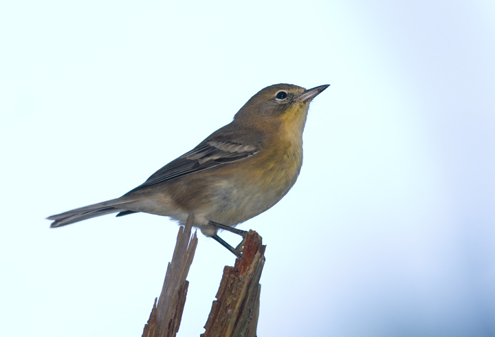 Pine Warbler on Assateague Island, Maryland