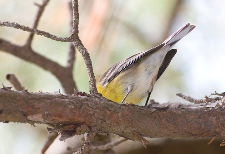 Pine Warbler undertail pattern