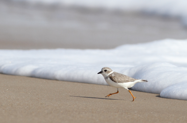 A Piping Plover lingers on Assateague Island, Maryland (11/7/2009). This
    bird was feeding at the surf line, shaking a foot repeatedly to stir up its tiny prey items.