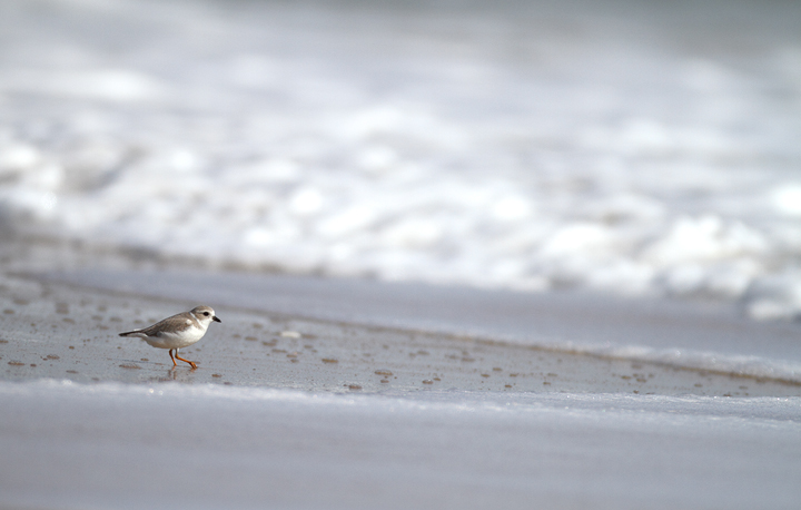 A Piping Plover lingers on Assateague Island, Maryland (11/7/2009). This
    bird was feeding at the surf line, shaking a foot repeatedly to stir up its tiny prey items.