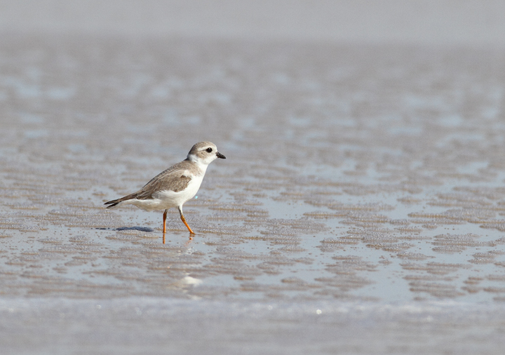 A Piping Plover lingers on Assateague Island, Maryland (11/7/2009). This
    bird was feeding at the surf line, shaking a foot repeatedly to stir up its tiny prey items.