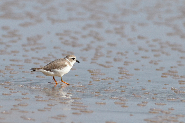 A Piping Plover lingers on Assateague Island, Maryland (11/7/2009). This
    bird was feeding at the surf line, shaking a foot repeatedly to stir up its tiny prey items.