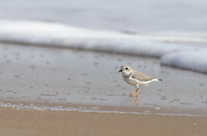 A Piping Plover lingers on Assateague Island, Maryland (11/7/2009). This
    bird was feeding at the surf line, shaking a foot repeatedly to stir up its tiny prey items.
