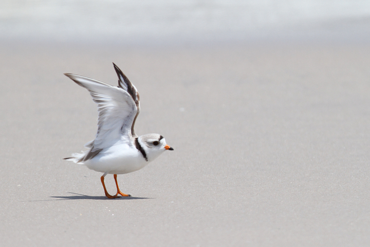 A Piping Plover feeds in the surf on Assateague Island, Maryland (5/14/2010). Photo by Bill Hubick.
