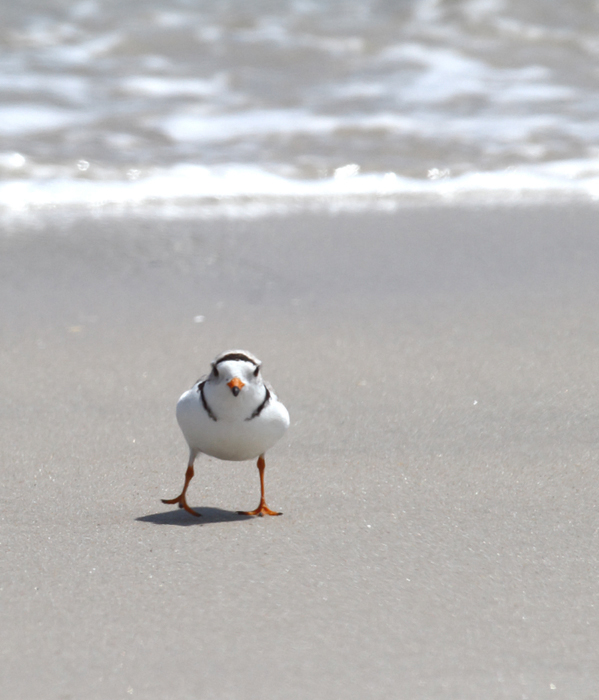 A Piping Plover feeds in the surf on Assateague Island, Maryland (5/14/2010). Photo by Bill Hubick.