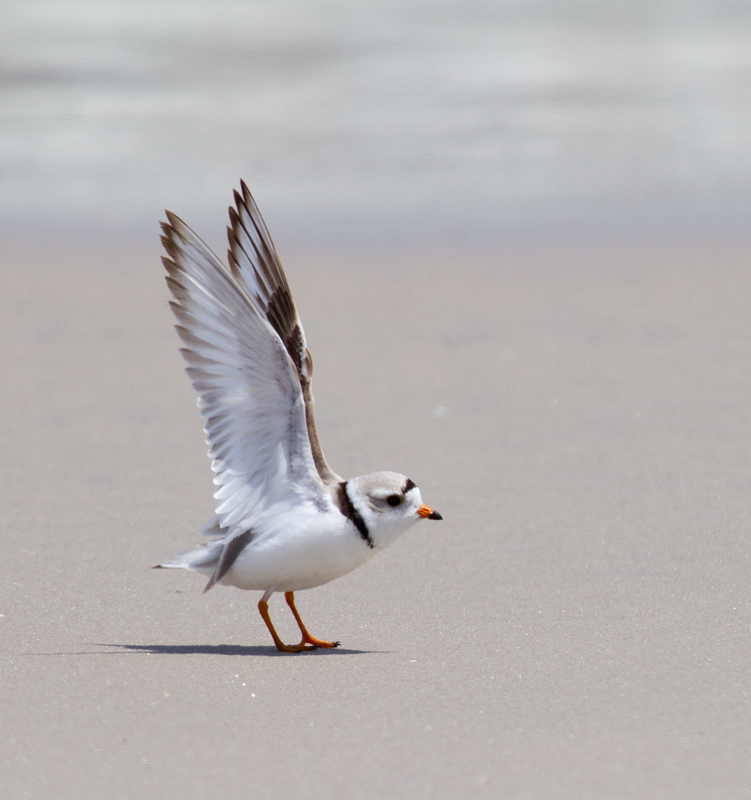 A Piping Plover feeds in the surf on Assateague Island, Maryland (5/14/2010). Photo by Bill Hubick.