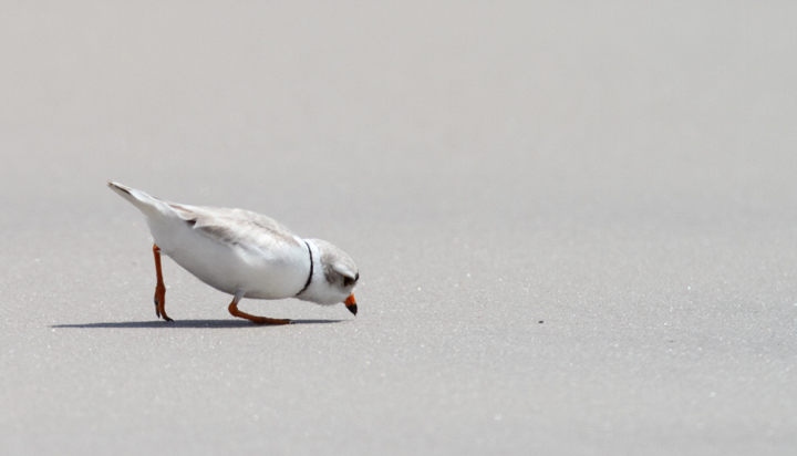 A Piping Plover feeds in the surf on Assateague Island, Maryland (5/14/2010). Photo by Bill Hubick.