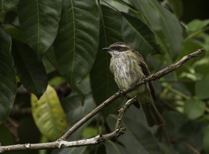 A Piratic Flycatcher near Gamboa, Panama (7/14/2010). Photo by Bill Hubick.