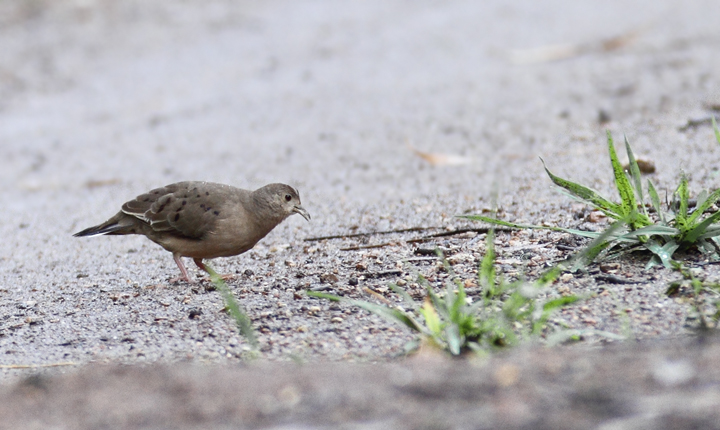 A Plain-breasted Ground-Dove forages on a dirt road in central Panama (7/12/2010). Photo by Bill Hubick.