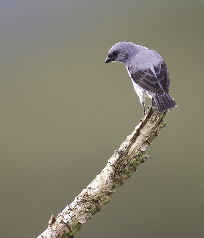 A Plain-colored Tanager poses near the Canopy Tower, Panama (7/17/2010). Photo by Bill Hubick.