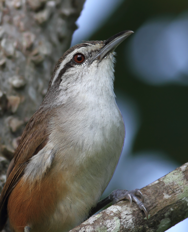 An unusually cooperative Plain Wren poses for a brief photo shoot (Panama, July 2010). Photo by Bill Hubick.