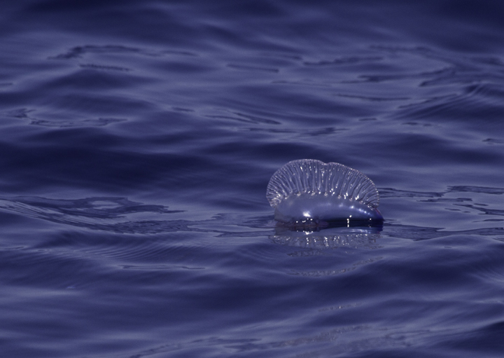 A Portuguese Man-o-war off Cape Hatteras, North Carolina (5/28/2011). Photo by Bill Hubick.