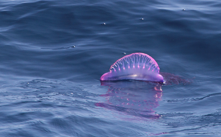 A Portuguese Man-o-war far offshore Maryland (8/15/2010). They don't look like they could possibly be real - amazing. Photo by Bill Hubick.
