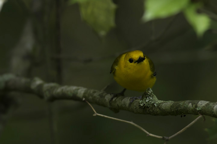 A Prothonotary Warbler in Wicomico Co., Maryland (5/11/2011). Photo by Bill Hubick.